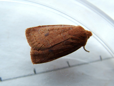 Chestnut